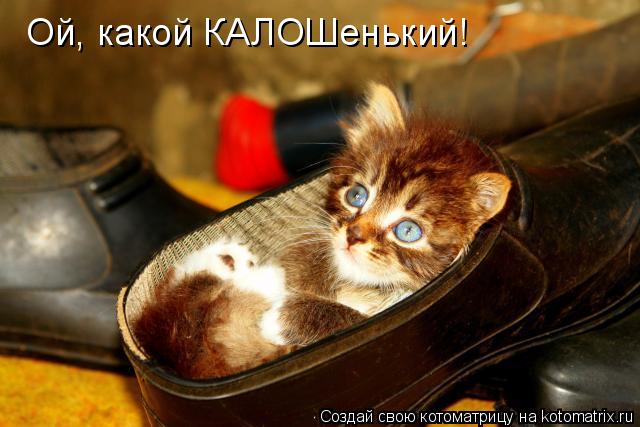 Котоматрица: Ой, какой КАЛОШенький!