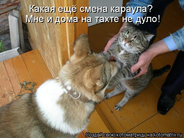 Какая ещё смена караула? Мне и дома на тахте не дуло!... Котоматрица: Какая ещё смена караула? Мне и дома на тахте не дуло!