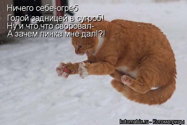 Котоматрица: Ничего себе-огрёб Голой задницей в сугроб! Ну и что,что своровал- А зачем пинка мне дал!?!