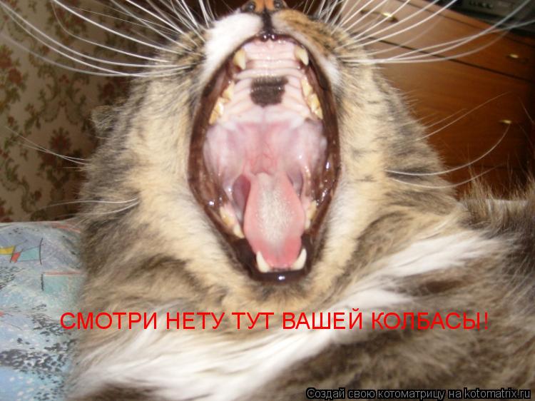 СМОТРИ НЕТУ ТУТ ВАШЕЙ КОЛБАСЫ!... Котоматрица: СМОТРИ НЕТУ ТУТ ВАШЕЙ КОЛБАСЫ!