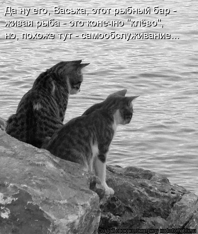 Да ну его, Васька, этот рыбный бар - живая рыба - это конечно "клёво", но, похоже тут - самообслужив... Котоматрица: Да ну его, Васька, этот рыбный бар - живая рыба - это конечно "клёво", но, похоже тут - самообслуживание...