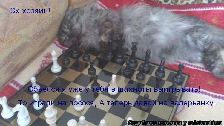 Эх хозяин! Объелся я уже у тебя в шахмоты выигрывать! То играли на лосося, А теперь давай на валер... Котоматрица: Эх хозяин! Объелся я уже у тебя в шахмоты выигрывать! То играли на лосося, А теперь давай на валерьянку!