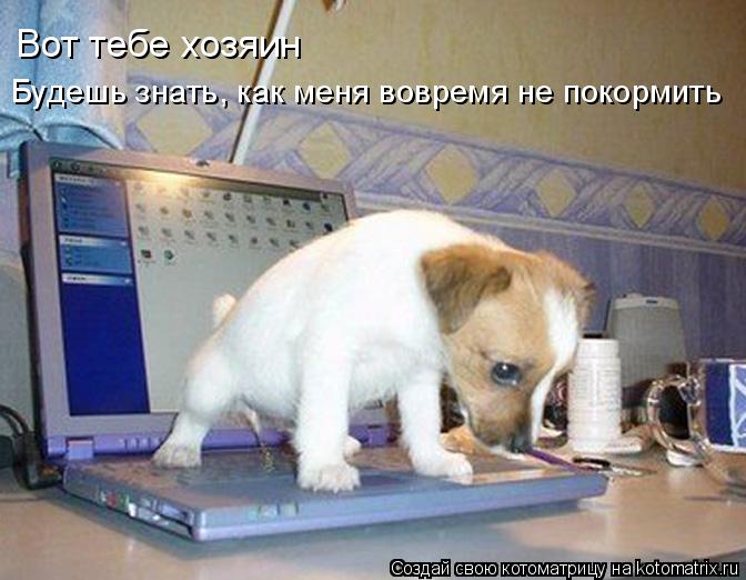Будешь знать, как меня вовремя не покормить Вот тебе хозяин... Котоматрица: Будешь знать, как меня вовремя не покормить Вот тебе хозяин