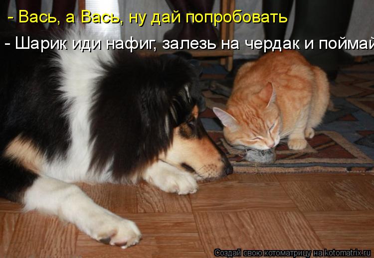 - Вась, а Вась, ну дай попробовать - Шарик иди нафиг, залезь на чердак и поймай... Котоматрица: - Вась, а Вась, ну дай попробовать - Шарик иди нафиг, залезь на чердак и поймай