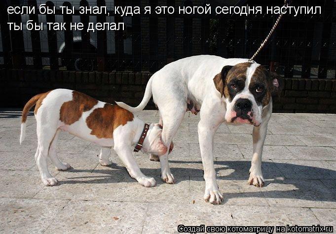 если бы ты знал, куда я это ногой сегодня наступил ты бы так не делал... Котоматрица: если бы ты знал, куда я это ногой сегодня наступил ты бы так не делал