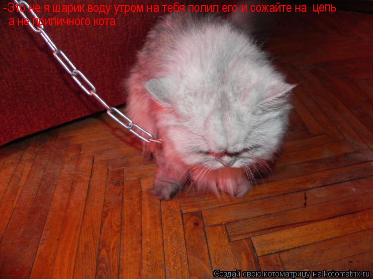 -Это не я шарик воду утром на тебя полил его и сожайте на цепь а не приличного кота... Котоматрица: -Это не я шарик воду утром на тебя полил его и сожайте на цепь а не приличного кота