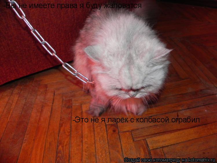 -Вы не имеете права я буду жаловатся -Это не я ларёк с колбасой ограбил... Котоматрица: -Вы не имеете права я буду жаловатся -Это не я ларёк с колбасой ограбил