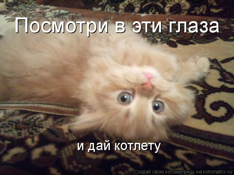 Посмотри в эти глаза и дай котлету... Котоматрица: Посмотри в эти глаза и дай котлету