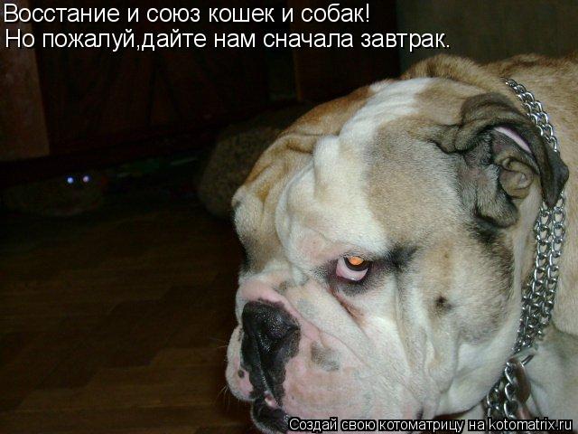 Восстание и союз кошек и собак! Но пожалуй,дайте нам сначала завтрак.... Котоматрица: Восстание и союз кошек и собак! Но пожалуй,дайте нам сначала завтрак.