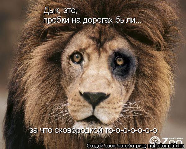 Дык, это, пробки на дорогах были... за что сковородкой то-о-о-о-о-о-о... Котоматрица: Дык, это, пробки на дорогах были... за что сковородкой то-о-о-о-о-о-о