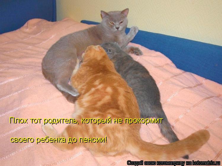 Плох тот родитель, который не прокормит своего ребенка до пенсии!... Котоматрица: Плох тот родитель, который не прокормит своего ребенка до пенсии!