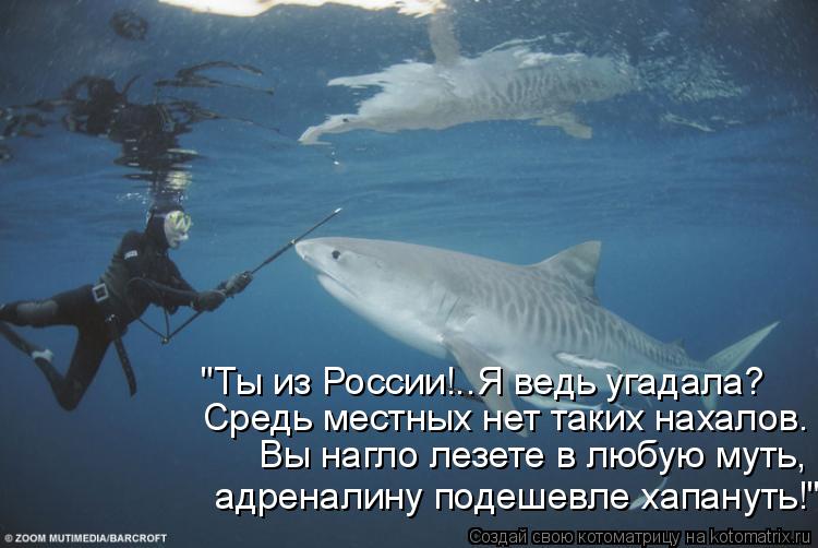 "Ты из России!..Я ведь угадала? Средь местных нет таких нахалов. Вы нагло лезете в любую муть, адрена... Котоматрица: "Ты из России!..Я ведь угадала? Средь местных нет таких нахалов. Вы нагло лезете в любую муть, адреналину подешевле хапануть!"