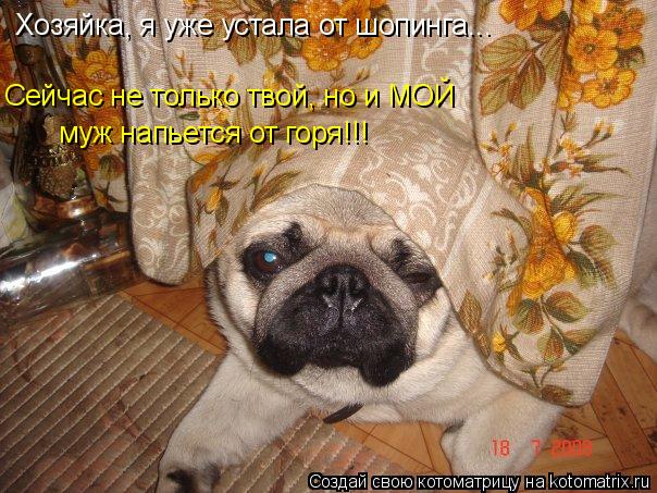 Хозяйка, я уже устала от шопинга... Сейчас не только твой, но и МОЙ муж напьется от горя!!!... Котоматрица: Хозяйка, я уже устала от шопинга... Сейчас не только твой, но и МОЙ муж напьется от горя!!!