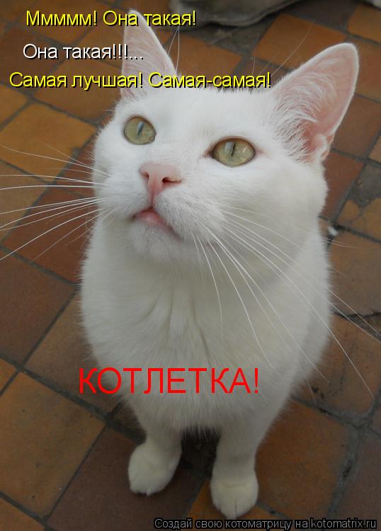 Ммммм! Она такая! Она такая!!!... Самая лучшая! Самая-самая! КОТЛЕТКА!... Котоматрица: Ммммм! Она такая! Она такая!!!... Самая лучшая! Самая-самая! КОТЛЕТКА!