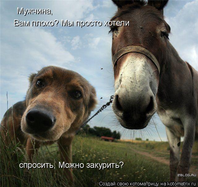 Мужчина, Вам плохо? Мы просто хотели спросить, Можно закурить?... Котоматрица: Мужчина, Вам плохо? Мы просто хотели спросить, Можно закурить?