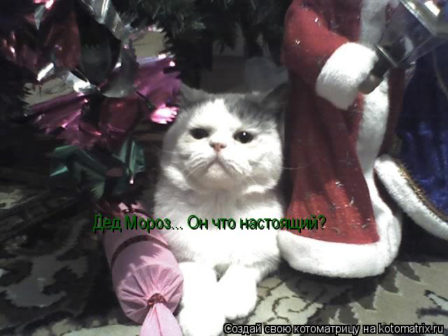 Дед Мороз... Он что настоящий?... Котоматрица: Дед Мороз... Он что настоящий?