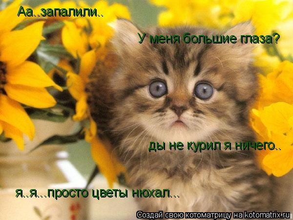 Аа..запалили.. я..я...просто цветы нюхал... У меня большие глаза? ды не курил я ничего..... Котоматрица: Аа..запалили.. я..я...просто цветы нюхал... У меня большие глаза? ды не курил я ничего..
