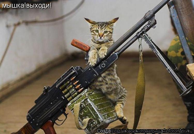 мышка!выходи!... Котоматрица: мышка!выходи!