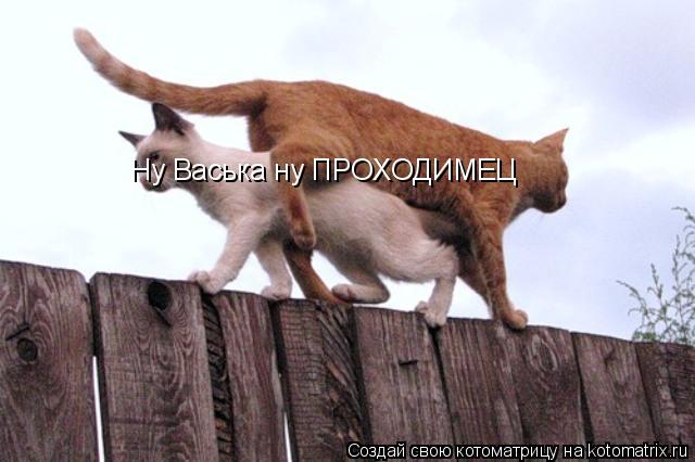 Ну Васька ну ПРОХОДИМЕЦ... Котоматрица: Ну Васька ну ПРОХОДИМЕЦ