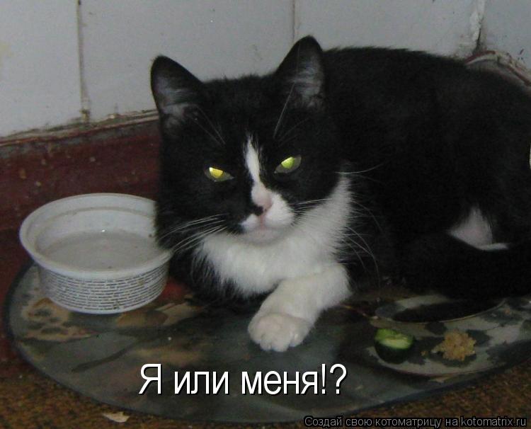 Я или меня!?... Котоматрица: Я или меня!?