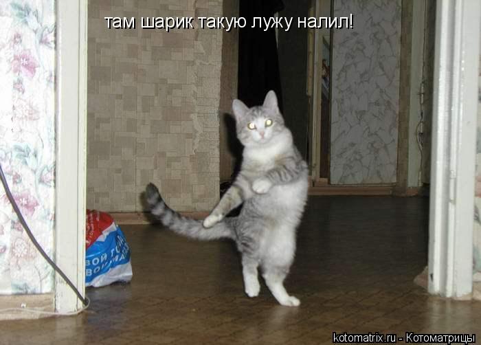 там шарик такую лужу налил!... Котоматрица: там шарик такую лужу налил!