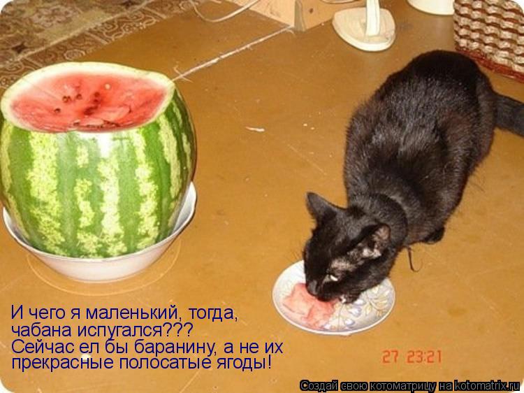 И чего я маленький, тогда, чабана испугался??? Сейчас ел бы баранину, а не их прекрасные полосатые яг... Котоматрица: И чего я маленький, тогда, чабана испугался??? Сейчас ел бы баранину, а не их прекрасные полосатые ягоды!