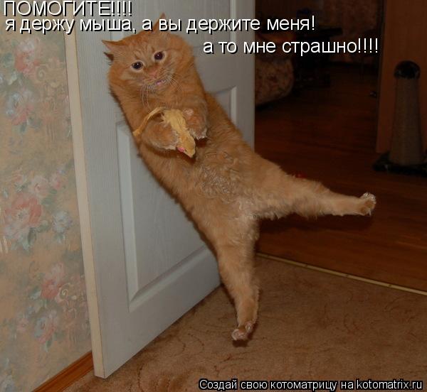 ПОМОГИТЕ!!!! я держу мыша, а вы держите меня! а то мне страшно!!!!... Котоматрица: ПОМОГИТЕ!!!! я держу мыша, а вы держите меня! а то мне страшно!!!!