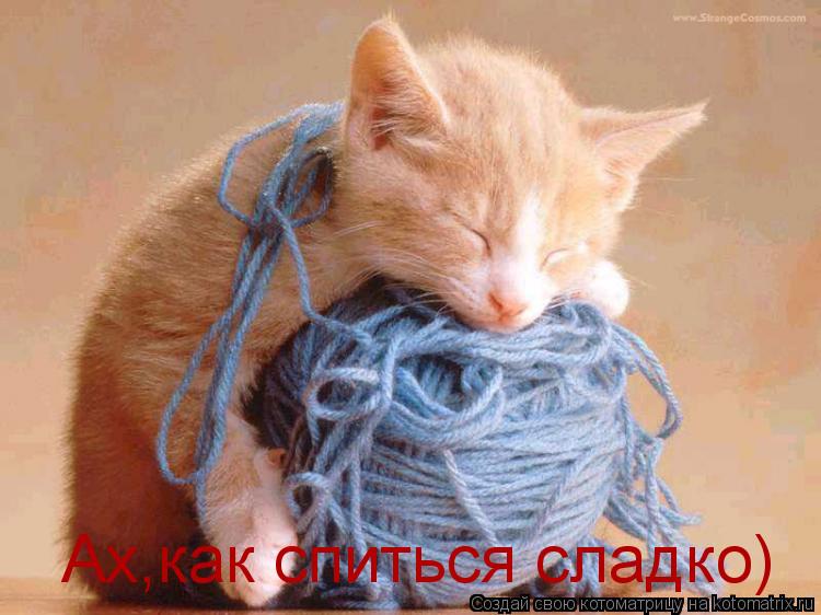 Ах,как спиться сладко)... Котоматрица: Ах,как спиться сладко)