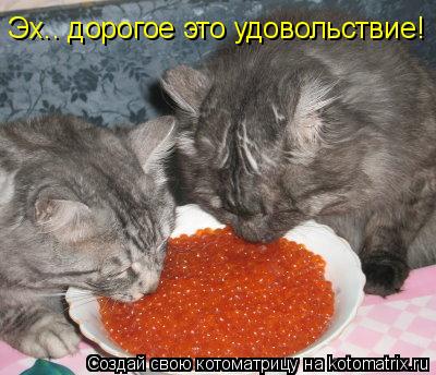 Эх.. дорогое это удовольствие!... Котоматрица: Эх.. дорогое это удовольствие!