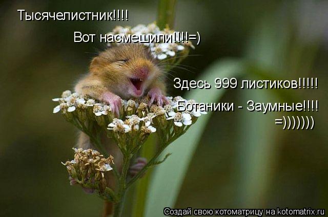 Котоматрица: Тысячелистник!!!!  Вот насмешили!!!!=) Здесь 999 листиков!!!!! Ботаники - Заумные!!!! =)))))))