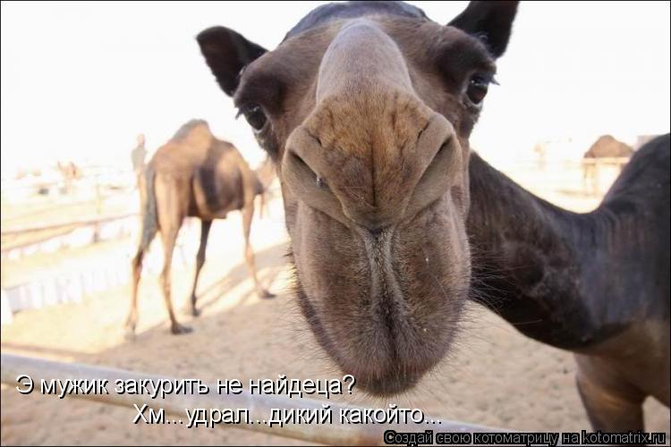 Э мужик закурить не найдеца? Хм...удрал...дикий какойто...... Котоматрица: Э мужик закурить не найдеца? Хм...удрал...дикий какойто...