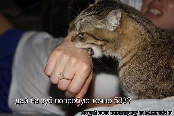 дай на зуб попробую точно 583?... Котоматрица: дай на зуб попробую точно 583?