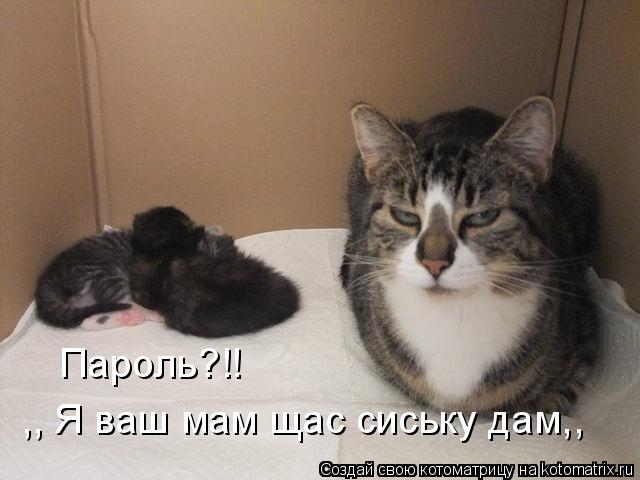 Котоматрица: Пароль?!! ,, Я ваш мам щас сиську дам,,