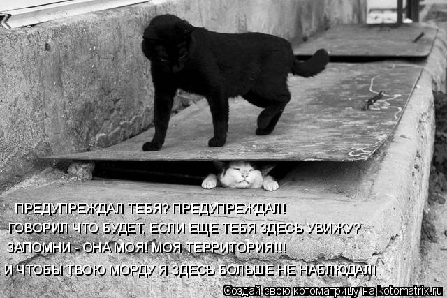 ПРЕДУПРЕЖДАЛ ТЕБЯ? ПРЕДУПРЕЖДАЛ! ГОВОРИЛ ЧТО БУДЕТ, ЕСЛИ ЕЩЕ ТЕБЯ ЗДЕСЬ УВИЖУ? ЗАПОМНИ - ОНА МОЯ! МОЯ... Котоматрица: ПРЕДУПРЕЖДАЛ ТЕБЯ? ПРЕДУПРЕЖДАЛ! ГОВОРИЛ ЧТО БУДЕТ, ЕСЛИ ЕЩЕ ТЕБЯ ЗДЕСЬ УВИЖУ? ЗАПОМНИ - ОНА МОЯ! МОЯ ТЕРРИТОРИЯ!!! И ЧТОБЫ ТВОЮ МОРДУ Я ЗДЕСЬ
