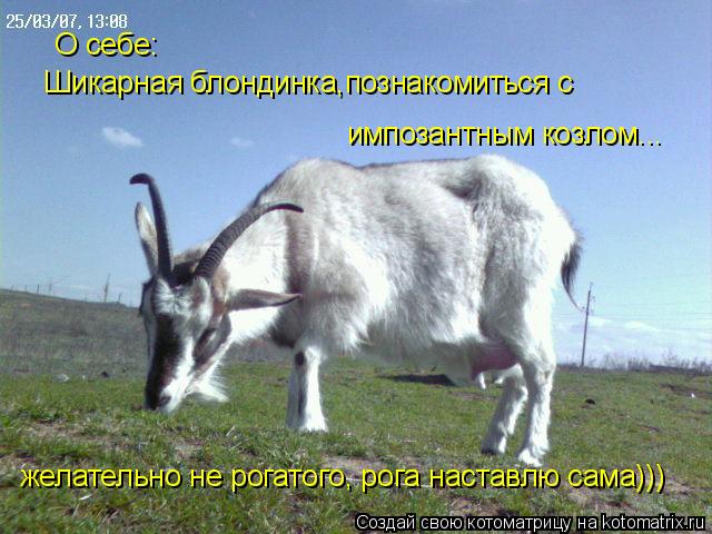 Котоматрица: О себе: Шикарная блондинка,познакомиться с импозантным козлом... желательно не рогатого, рога наставлю сама)))