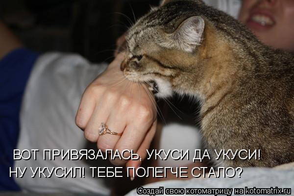 ВОТ ПРИВЯЗАЛАСЬ, УКУСИ ДА УКУСИ! НУ УКУСИЛ! ТЕБЕ ПОЛЕГЧЕ СТАЛО?... Котоматрица: ВОТ ПРИВЯЗАЛАСЬ, УКУСИ ДА УКУСИ! НУ УКУСИЛ! ТЕБЕ ПОЛЕГЧЕ СТАЛО?