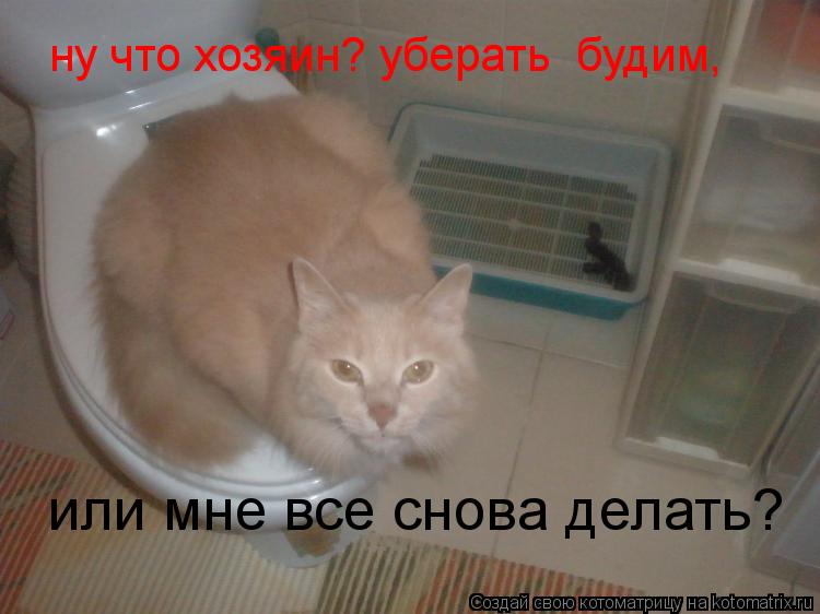 ну что хозяин? уберать будим, или мне все снова делать?... Котоматрица: ну что хозяин? уберать будим, или мне все снова делать?