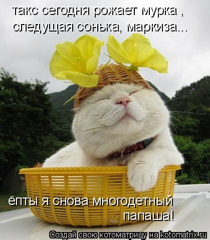 такс сегодня рожает мурка , следущая сонька, маркиза... ёпты я снова многодетный папаша!... Котоматрица: такс сегодня рожает мурка , следущая сонька, маркиза... ёпты я снова многодетный папаша!