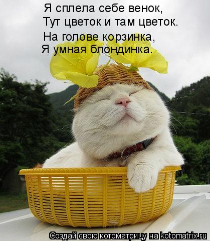 Я сплела себе венок, Тут цветок и там цветок. На голове корзинка, Я умная блондинка.... Котоматрица: Я сплела себе венок, Тут цветок и там цветок. На голове корзинка, Я умная блондинка.