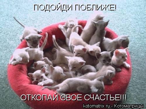 ПОДОЙДИ ПОБЛИЖЕ! ОТКОПАЙ СВОЕ СЧАСТЬЕ!!!... Котоматрица: ПОДОЙДИ ПОБЛИЖЕ! ОТКОПАЙ СВОЕ СЧАСТЬЕ!!!