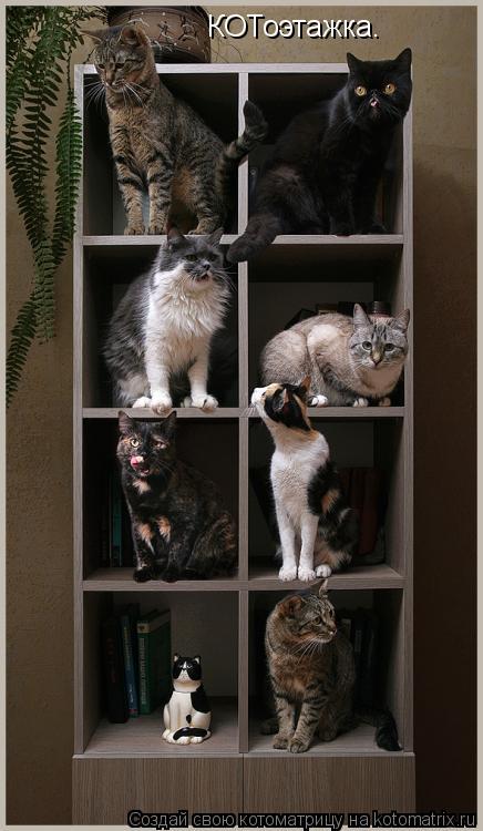 КОТоэтажка.... Котоматрица: КОТоэтажка.