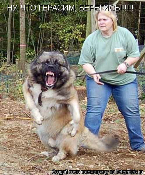 НУ, ЧТО ГЕРАСИМ, БЕРЕГИСЬ!!!!!!... Котоматрица: НУ, ЧТО ГЕРАСИМ, БЕРЕГИСЬ!!!!!!