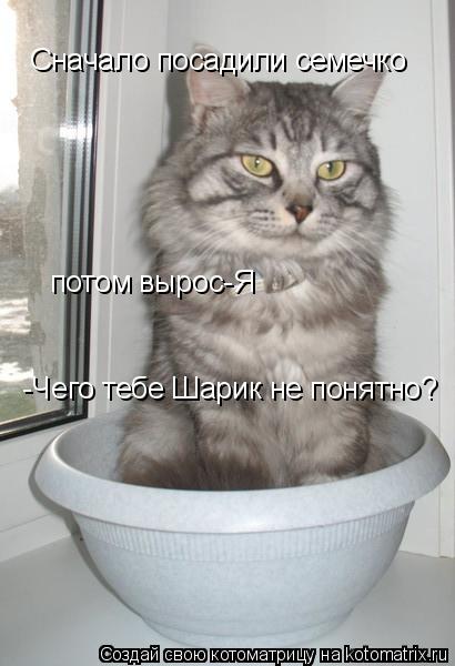 потом вырос-Я Сначало посадили семечко -Чего тебе Шарик не понятно?... Котоматрица: потом вырос-Я Сначало посадили семечко -Чего тебе Шарик не понятно?