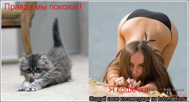 Правда мы похожи!! Я кошечка!... Котоматрица: Правда мы похожи!! Я кошечка!