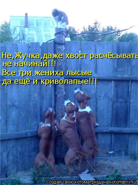 Не,Жучка,даже хвост расчёсывать не начинай!!! Все три жениха лысые да ещё и криволапые!!!... Котоматрица: Не,Жучка,даже хвост расчёсывать не начинай!!! Все три жениха лысые да ещё и криволапые!!!