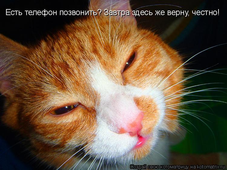 Есть телефон позвонить? Завтра здесь же верну, честно!... Котоматрица: Есть телефон позвонить? Завтра здесь же верну, честно!
