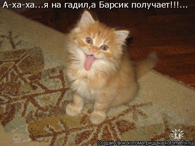 А-ха-ха...я на гадил,а Барсик получает!!!...... Котоматрица: А-ха-ха...я на гадил,а Барсик получает!!!...