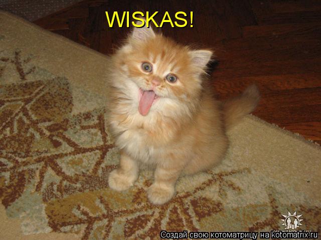 WISKAS!... Котоматрица: WISKAS!