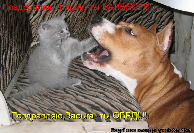 Поздравляю,Шарик,-ты БАЛБЕС!!!!! Поздравляю,Васька,-ты ОБЕД!!!!!... Котоматрица: Поздравляю,Шарик,-ты БАЛБЕС!!!!! Поздравляю,Васька,-ты ОБЕД!!!!!