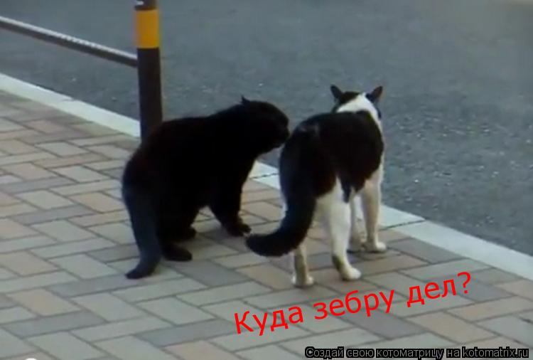 Куда зебру дел?... Котоматрица: Куда зебру дел?